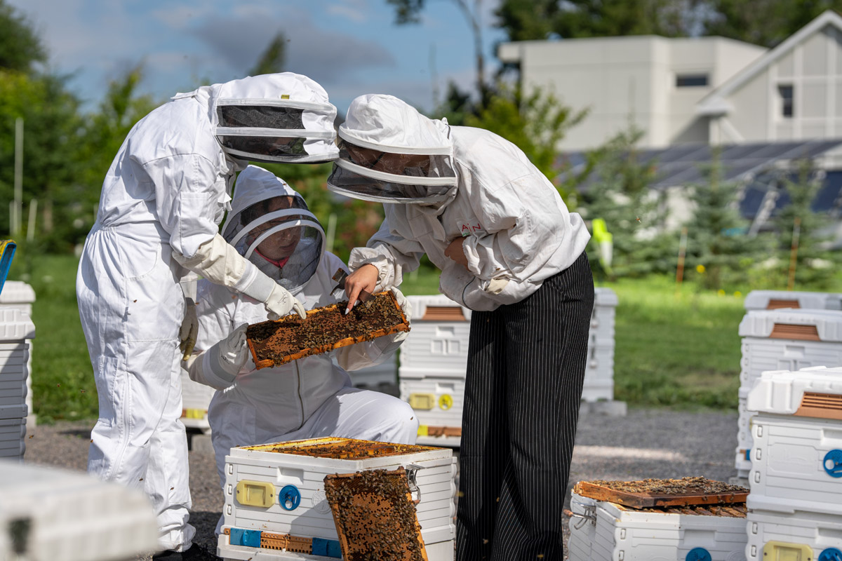 Three people work on bee hives at Windfields Farm lands.
