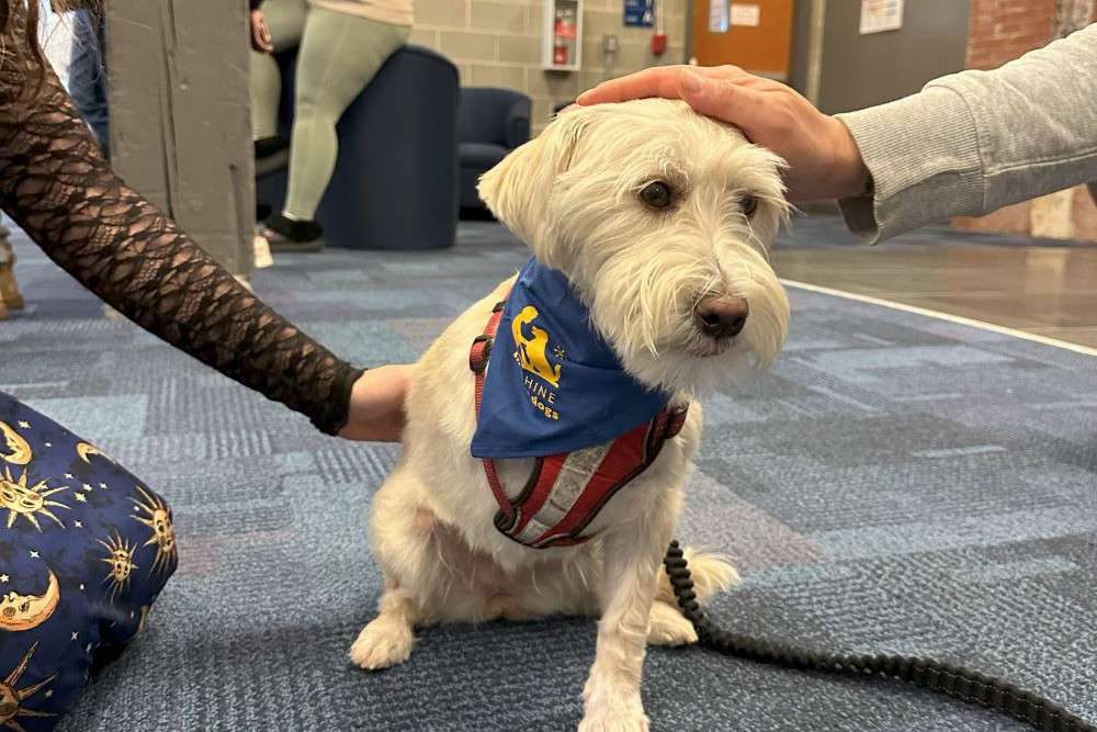 two hands pet a small white dog with three legs and a blue bandana 