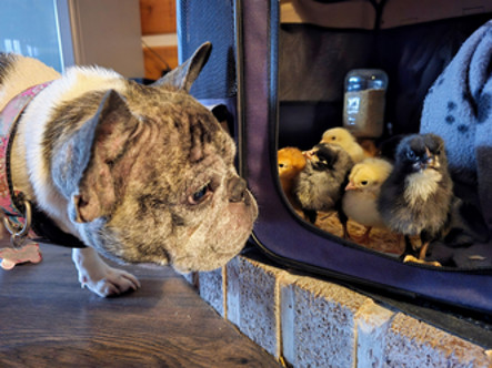A dog looking at the baby chicks