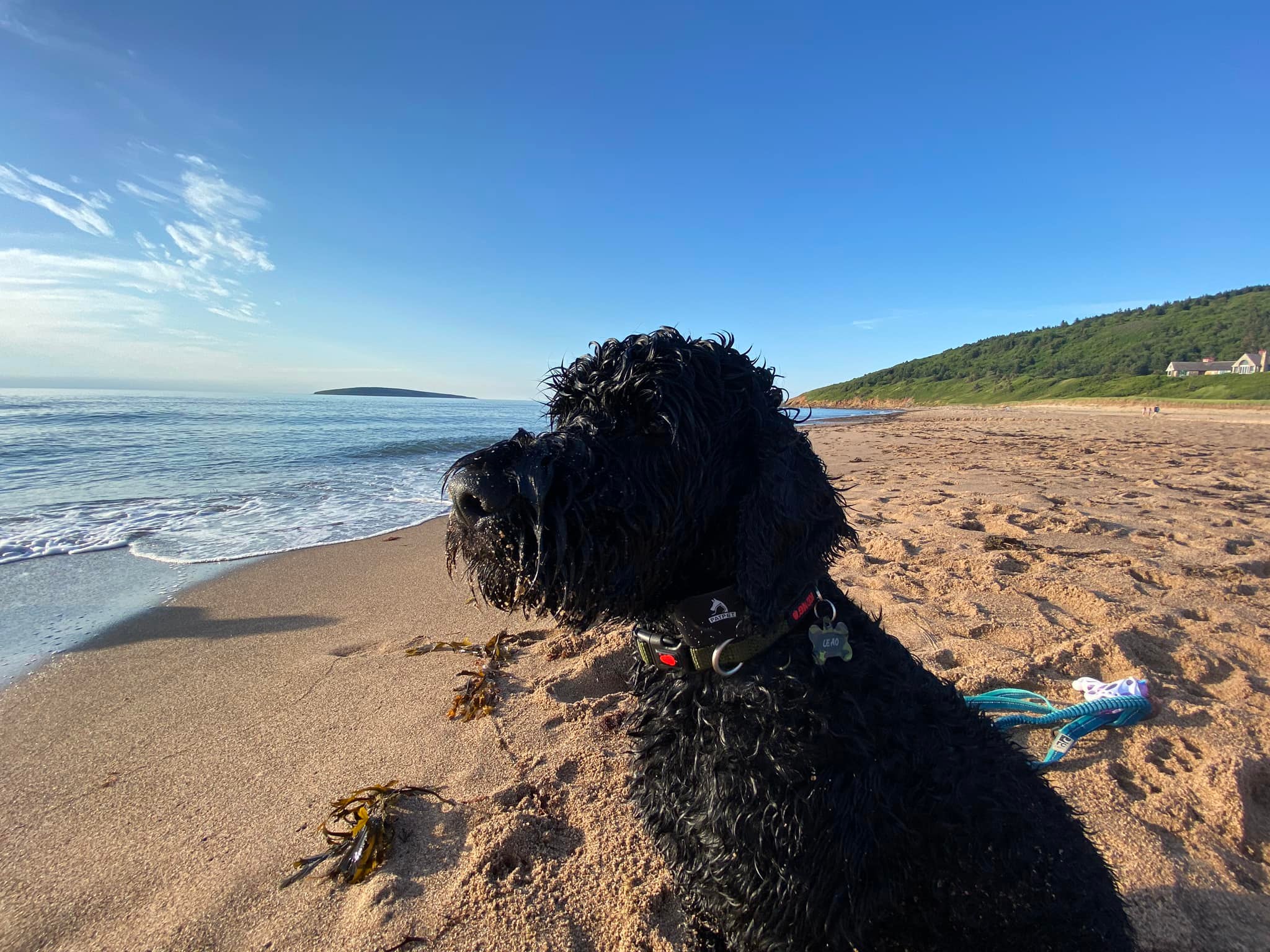 Leao (Portuguese Water Dog) loving life swimming at Inverness Cape Breton. - Bevin Moolenschot