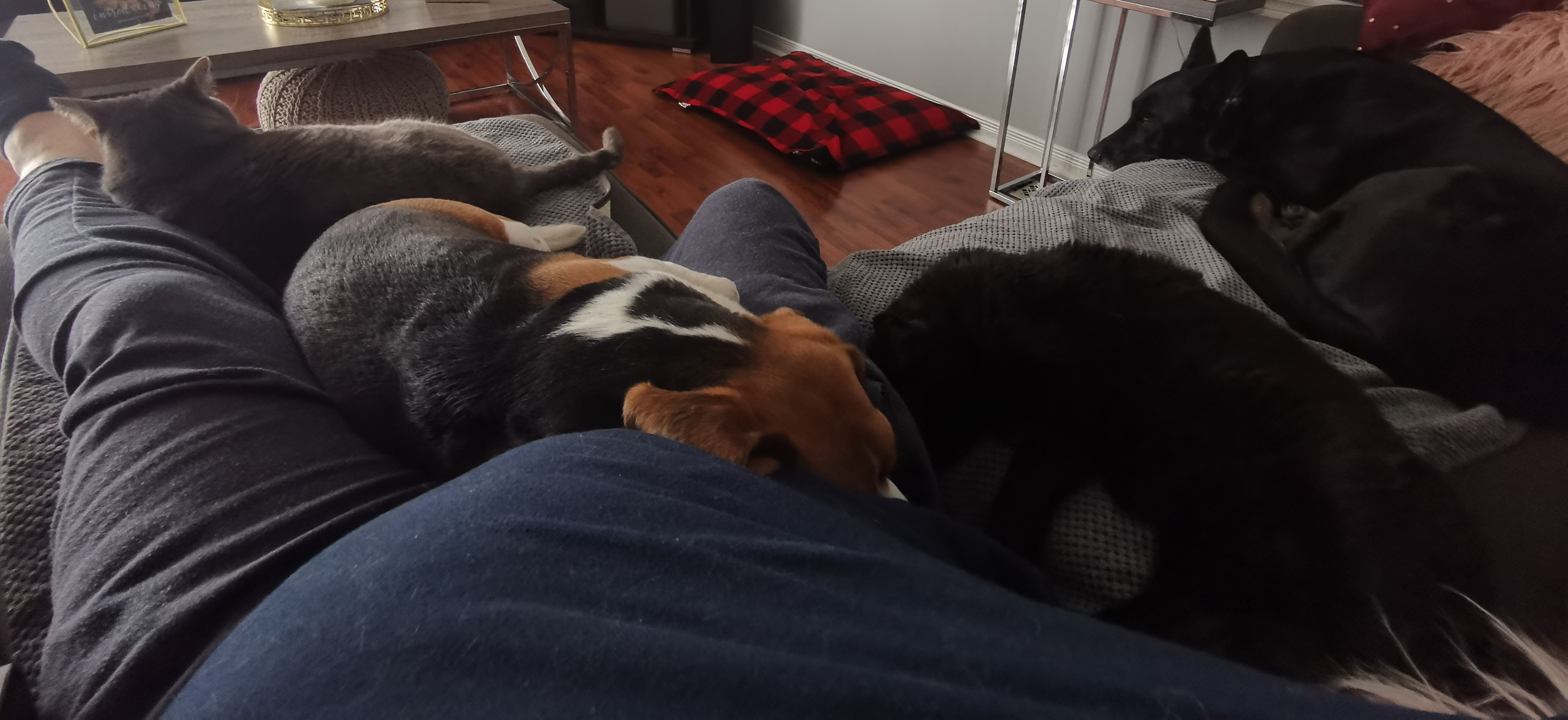 All four of my Fur Babies relaxing with me on the sofa. - Jason Piroochi