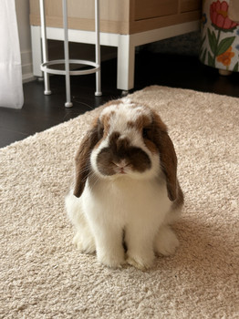 Brown and white lop-eared rabbit named Wally sitting on a light-coloured rug indoors.