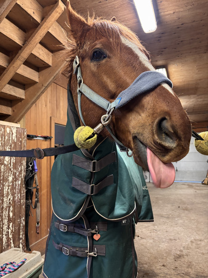 Brenda Leask 1st place in pets category with her pet horse