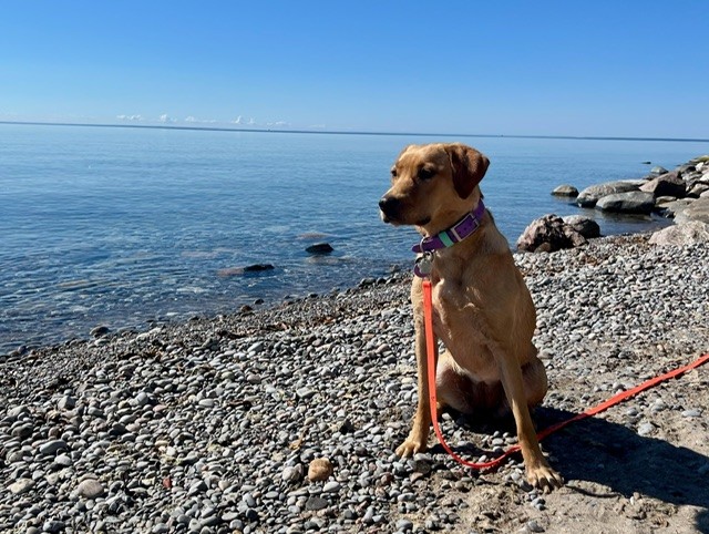 A labrador retriever dog by lake Ontario