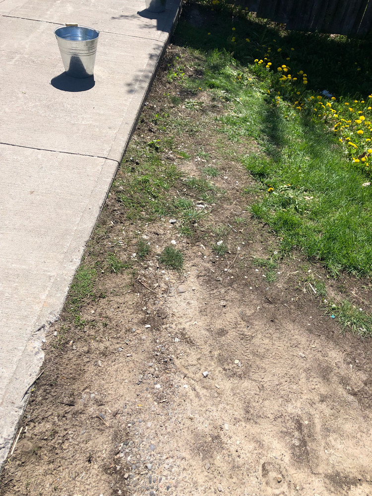 An image of the walkway cleaned of most of the cigarette butts