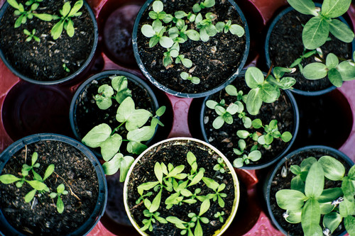 An image of potted plants.