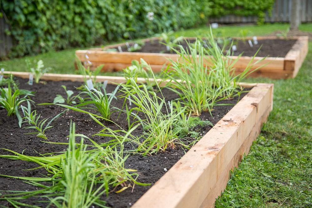 Garden beds at Ontario Tech.