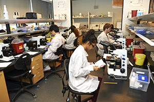 Two student using a microscope in a laboratory 