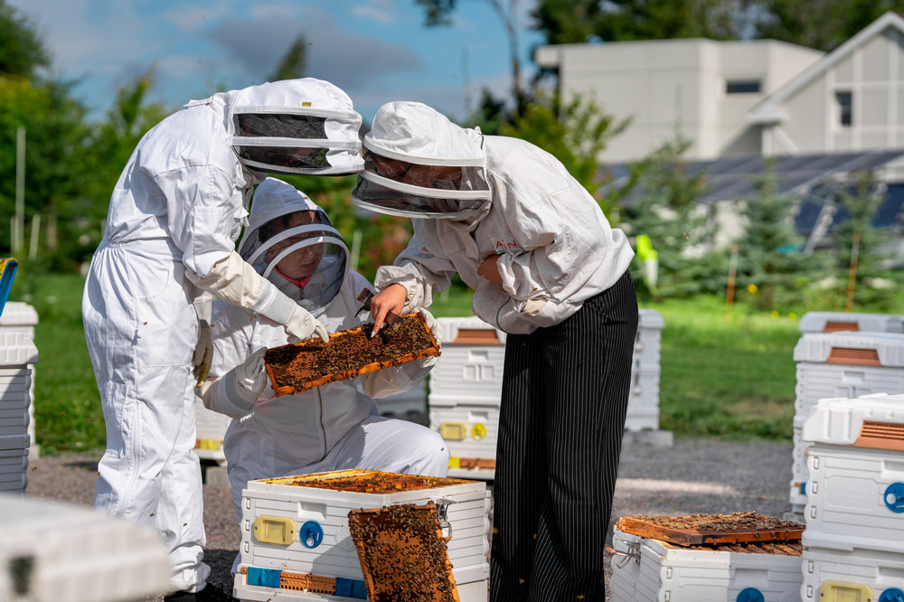 Students looking at a beehive and beekeeping