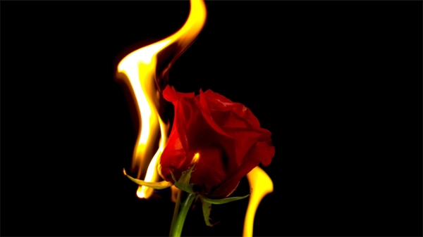 burning rose 