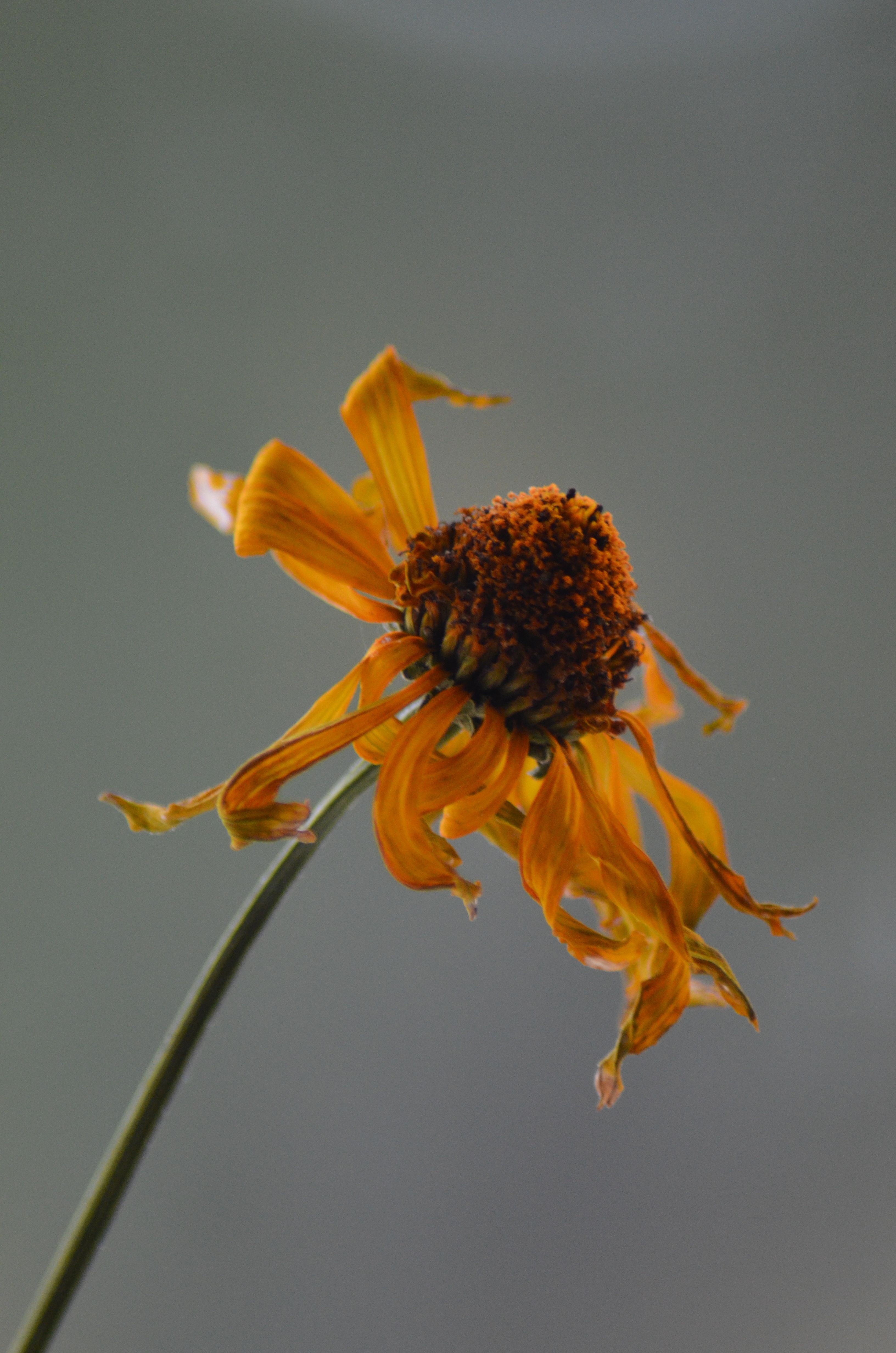 a withered flower. thumbnail for blog "Why self-doubt sneaks in during university" 