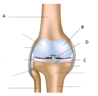 Unlabeled anatomical diagram of a patella (knee cap).