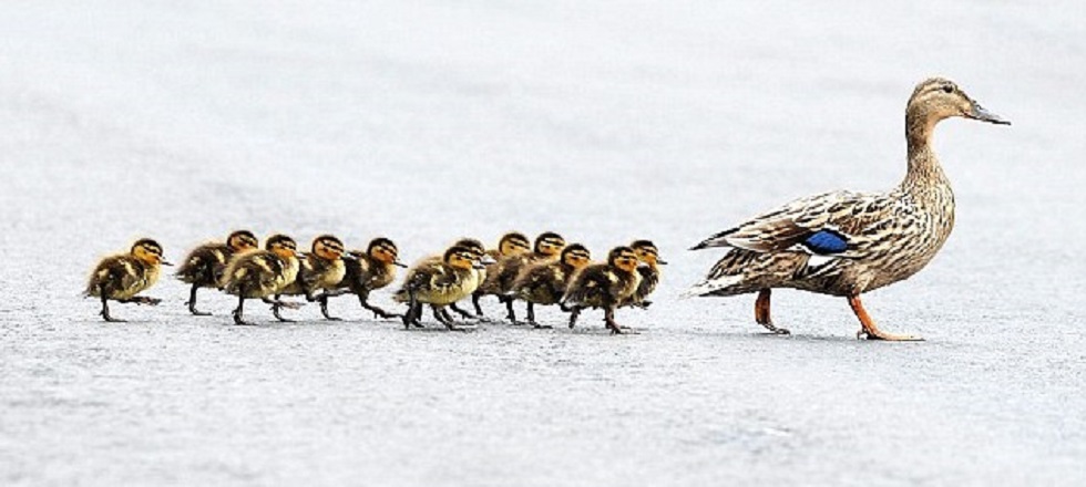 Ducks crossing a road