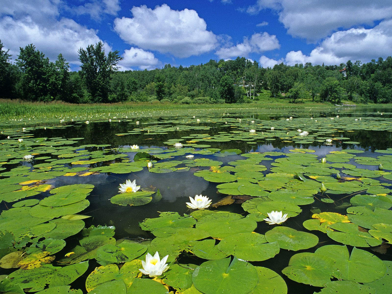 Water lillies covering a pond