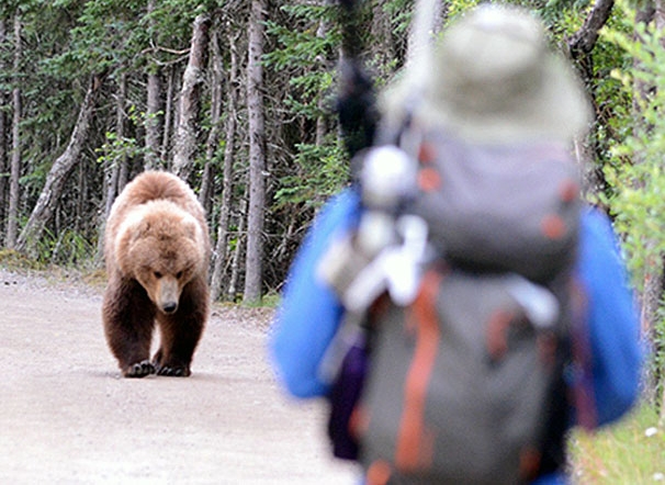 Hiker unexpectedly meets a bear in the woods (NPS Photo / Jake Bortscheller)