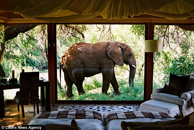 An elephant outside looking in