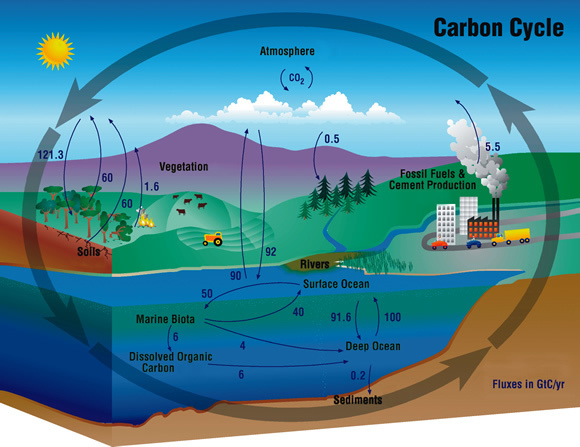 Carbon cycle