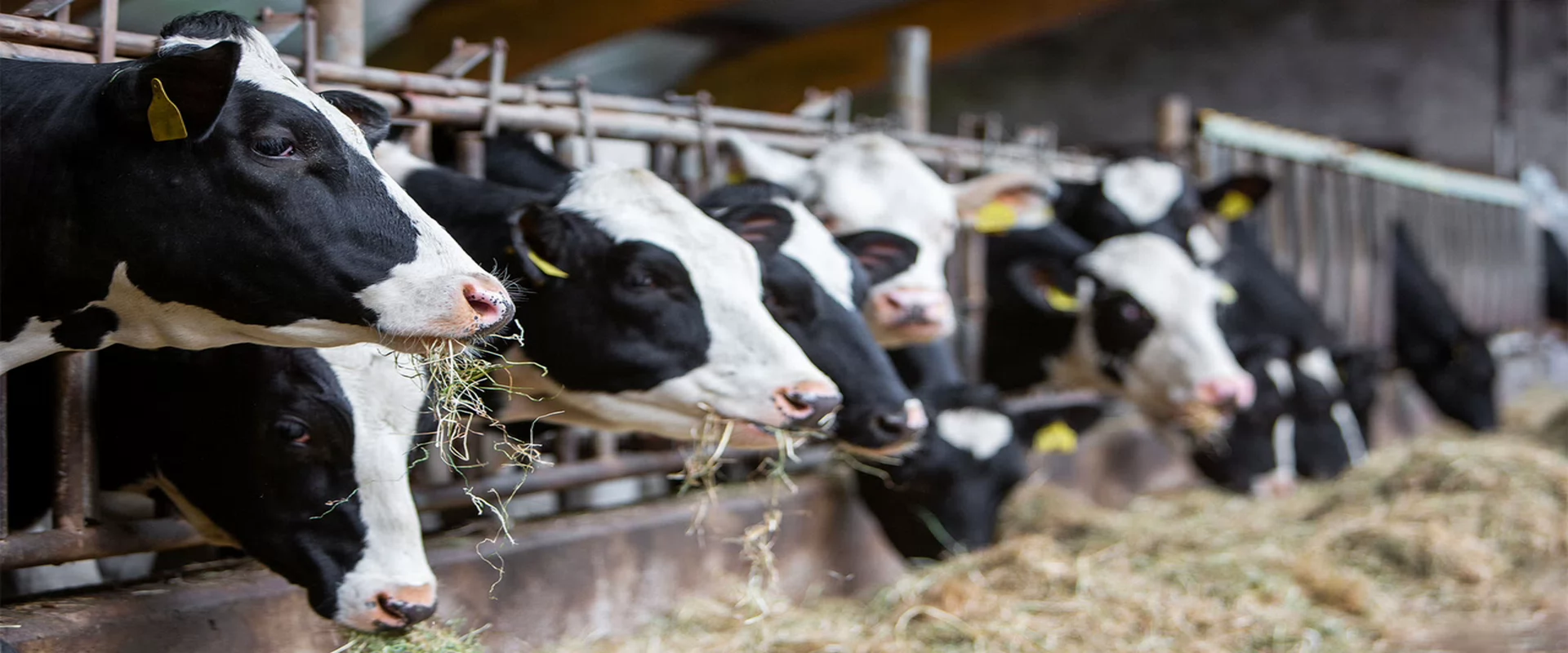 Milk Stories: Dairies of Oshawa