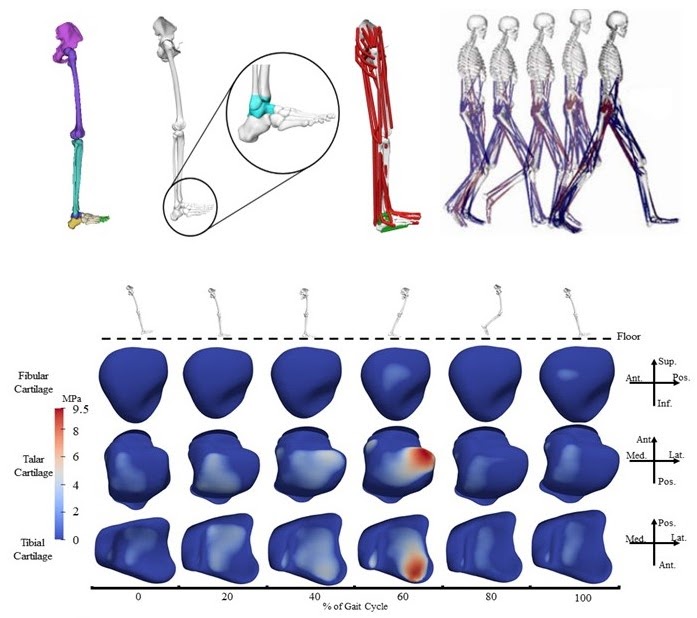 Advanced Musculoskeletal Modeling
