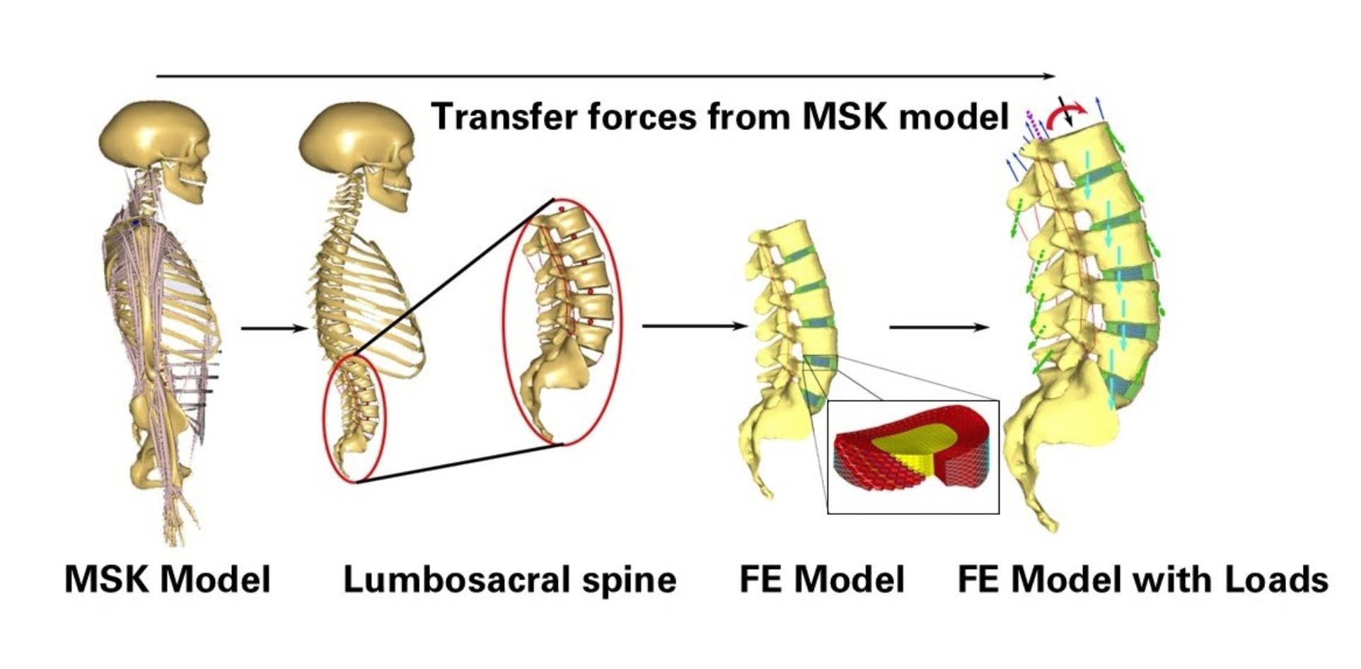 Spinal Biomechanics