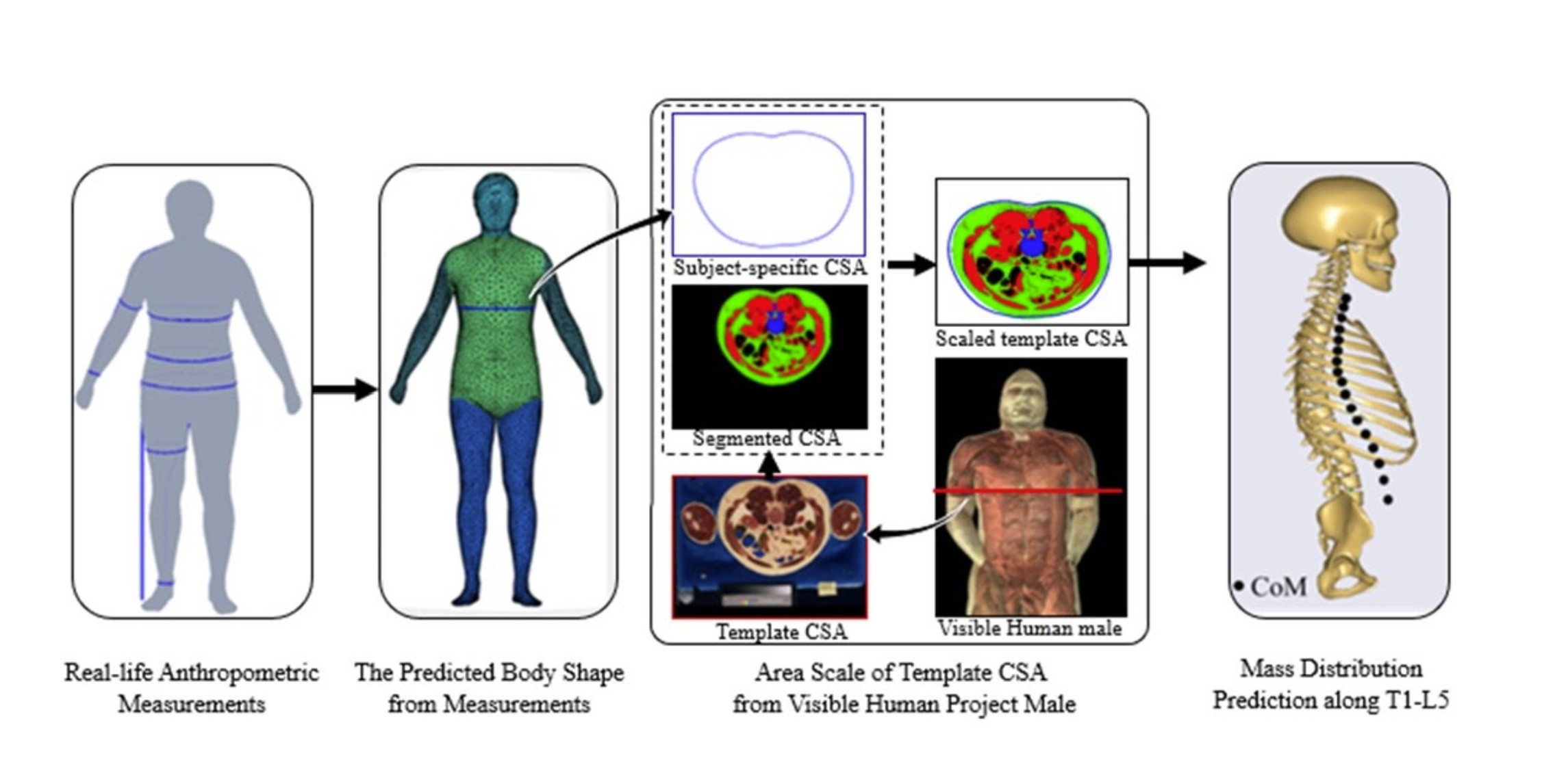 Upper Body Mass Distribution Prediction