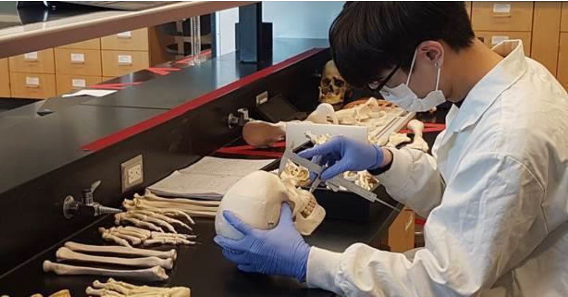 Image of student measuring skeletal features.